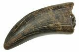 Serrated, Tyrannosaur (Nanotyrannus) Tooth - Wyoming #379728-1